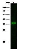 Anti-Human KLK8 Antibody [B161]