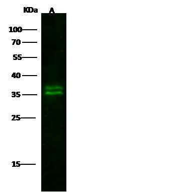 Anti-Human KLK8 Antibody [B161] - ABMIUM