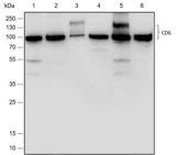 Anti-Human CD6/T12 Antibody [A485]