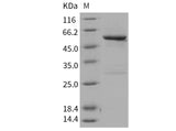 > 90 % as determined by reducing SDS-PAGE.