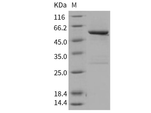 > 90 % as determined by reducing SDS-PAGE.