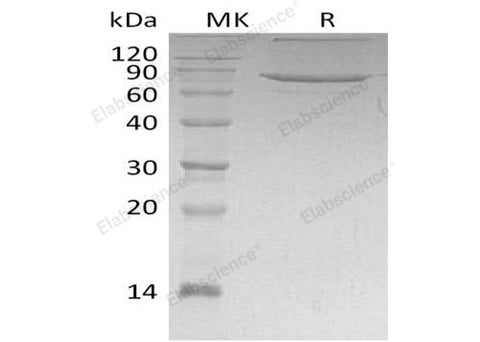 > 85 % as determined by reducing SDS-PAGE.