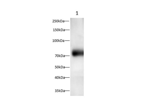 Anti-Rat EGF Antibody - ABMIUM