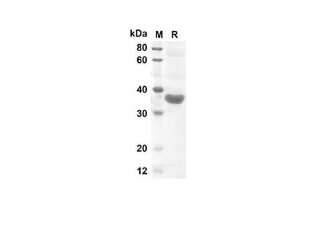 SDS-PAGE analysis of Mouse EPO proteins, 2 μg/lane of Recombinant Mouse EPO proteins was resolved with an SDS-PAGE under reducing conditions, showing bands at 38 kDa.