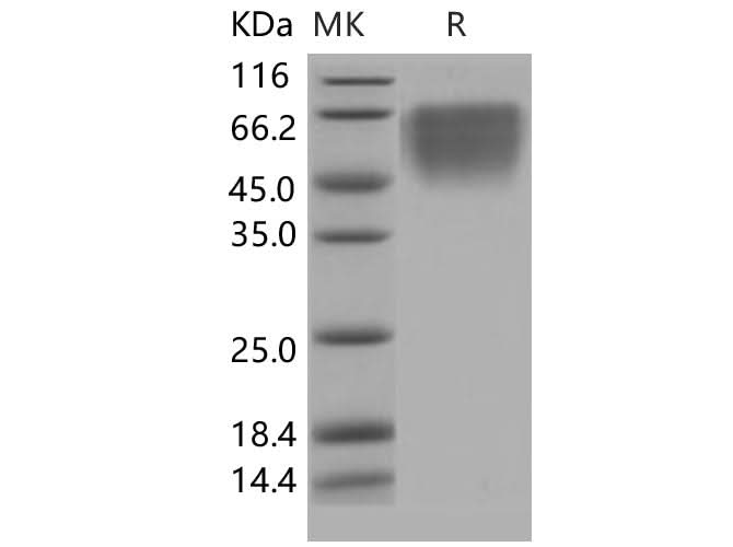 > 97 % as determined by reducing SDS-PAGE.