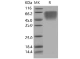 > 97 % as determined by reducing SDS-PAGE.