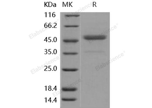 > 95 % as determined by reducing SDS-PAGE.