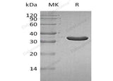 > 95 % as determined by reducing SDS-PAGE.