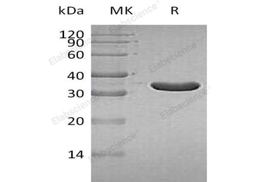 > 95 % as determined by reducing SDS-PAGE.