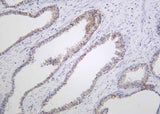 Anti-Human/Mouse/Rat Raf-B Antibody [B1020]