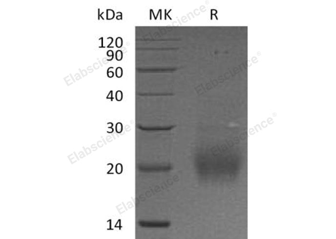 > 90 % as determined by reducing SDS-PAGE.