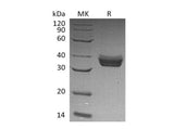 > 95 % as determined by reducing SDS-PAGE.