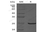 > 90 % as determined by reducing SDS-PAGE.