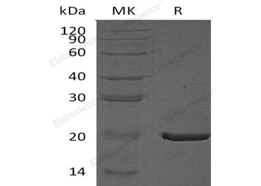 > 90 % as determined by reducing SDS-PAGE.