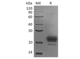 > 90 % as determined by reducing SDS-PAGE.