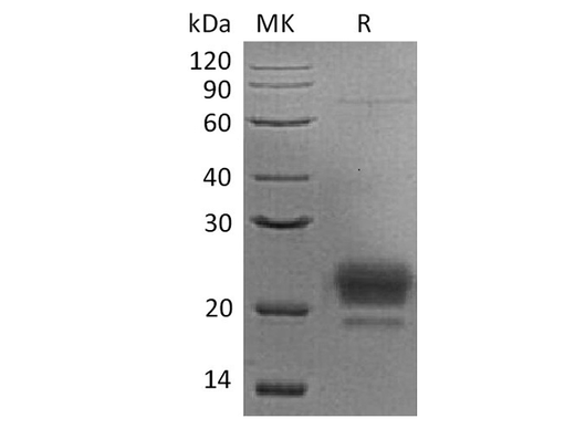 > 90 % as determined by reducing SDS-PAGE.