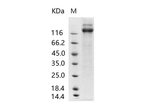 > 80 % as determined by reducing SDS-PAGE.