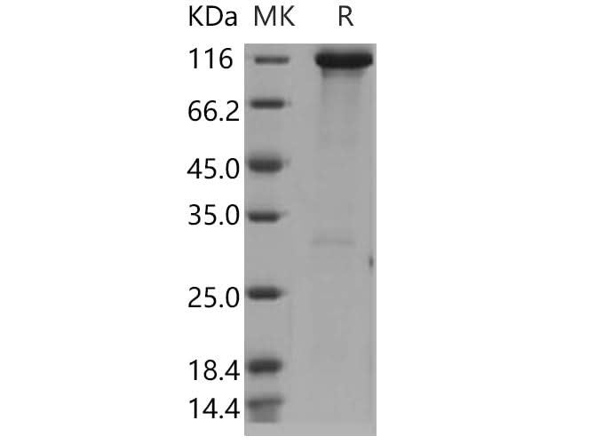 > 85 % as determined by reducing SDS-PAGE.