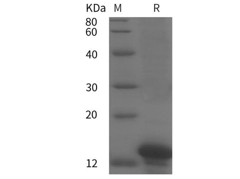 SDS-PAGE analysis of Human APOH proteins, 2 μg/lane of Recombinant Human APOH proteins was resolved with SDS-PAGE under reducing conditions, showing bands at 12 kDa.