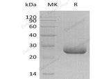 > 95 % as determined by reducing SDS-PAGE.