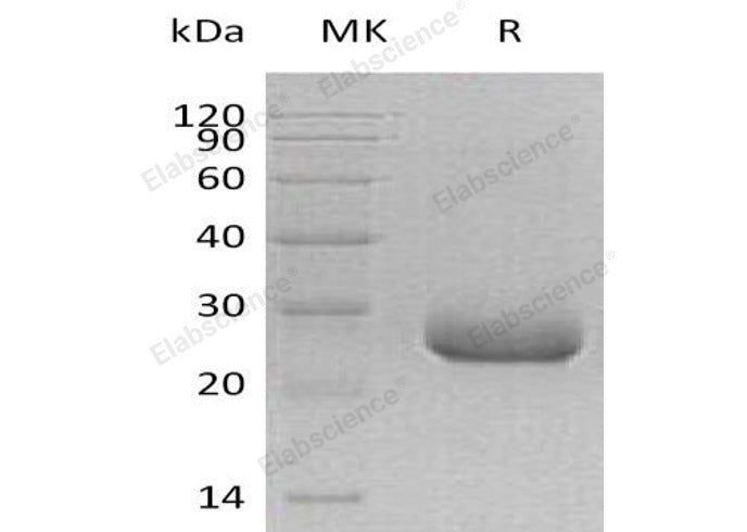 > 95 % as determined by reducing SDS-PAGE.