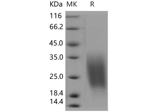> 95 % as determined by reducing SDS-PAGE.