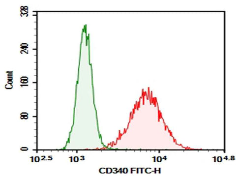Anti-Human CD340 Antibody [SER4] - ABMIUM