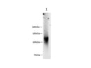 Anti-Human Osteoactivin Antibody - ABMIUM