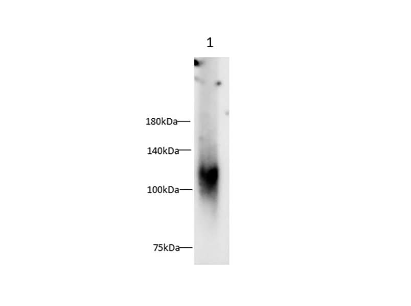 Anti-Human Osteoactivin Antibody - ABMIUM