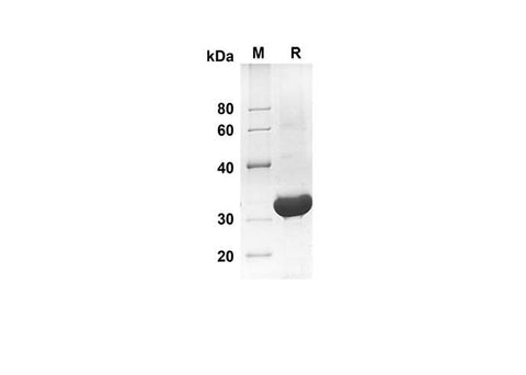 SDS-PAGE analysis of Mouse Cst3 proteins, 2 μg/lane of Recombinant Mouse Cst3 proteins was resolved with an SDS-PAGE under reducing conditions, showing bands at 33.1 kDa.