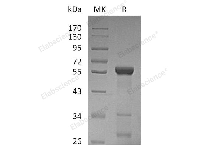 > 90 % as determined by reducing SDS-PAGE.