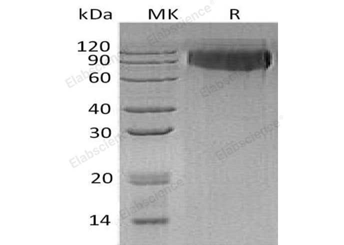 > 98 % as determined by reducing SDS-PAGE.