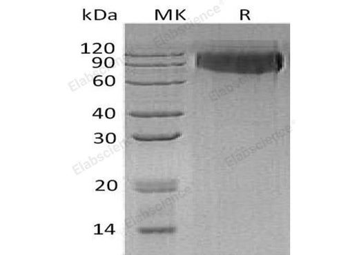 > 98 % as determined by reducing SDS-PAGE.