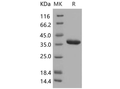 > 97 % as determined by reducing SDS-PAGE.