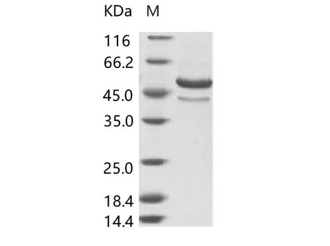 > 80 % as determined by reducing SDS-PAGE.