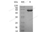 > 95 % as determined by reducing SDS-PAGE.