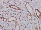 Anti-Human CXCL14 Antibody
