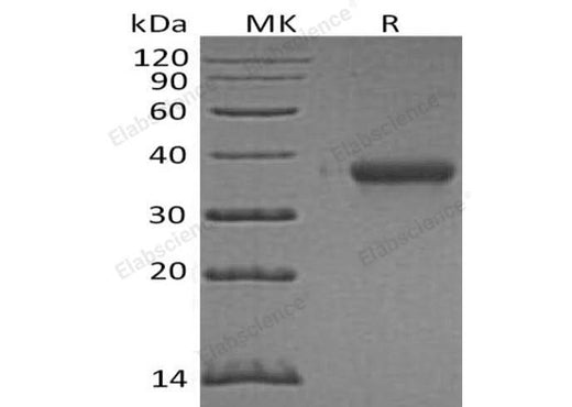 > 95 % as determined by reducing SDS-PAGE.
