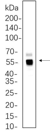 Anti-Human/Mouse/Rat/Pig/Chicken Caspase-8 Antibody [B1090]