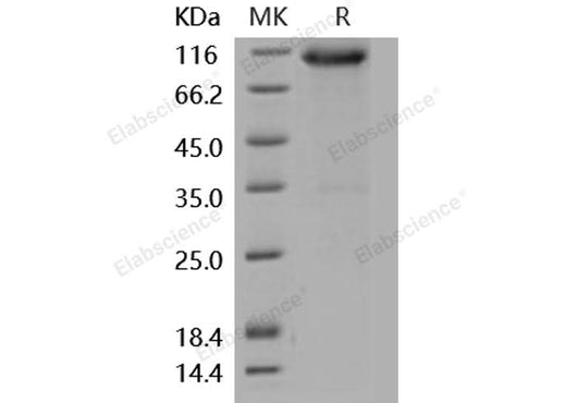 > 92 % as determined by reducing SDS-PAGE.