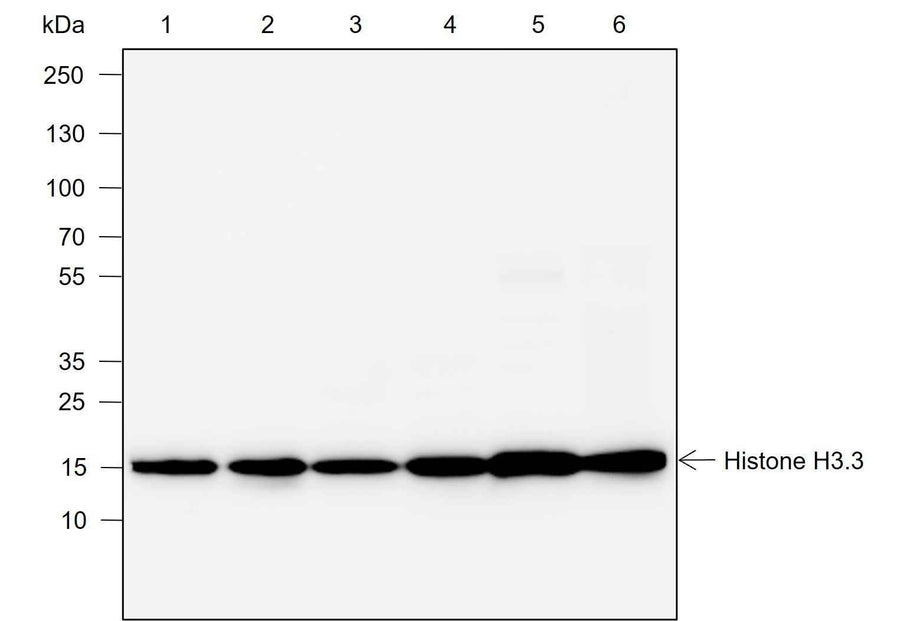 Anti-Human/Rat/Mouse Histone H3.3 Antibody [A744]