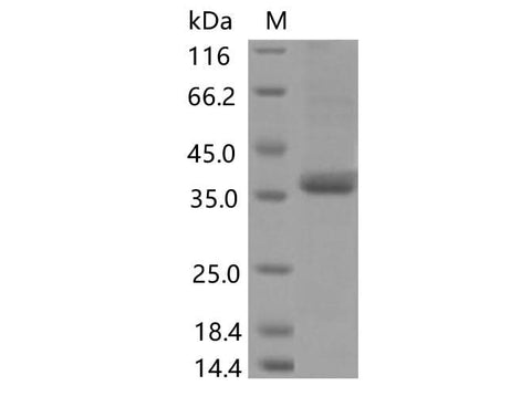 > 80 % as determined by reducing SDS-PAGE.