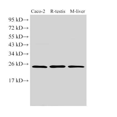 Anti-Human/Mouse/Rat GSTA1 Antibody - ABMIUM
