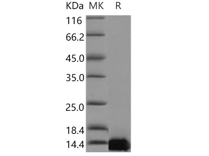 > 98 % as determined by reducing SDS-PAGE.