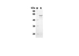 SDS-PAGE analysis of Mouse Sh3yl1 proteins, 2 μg/lane of Recombinant Mouse Sh3yl1 proteins was resolved with an SDS-PAGE under reducing conditions, showing bands at 50.3 kDa.