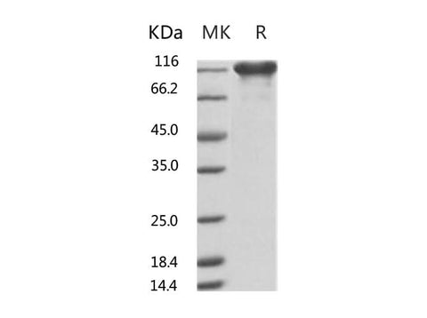 > 90 % as determined by reducing SDS-PAGE.
