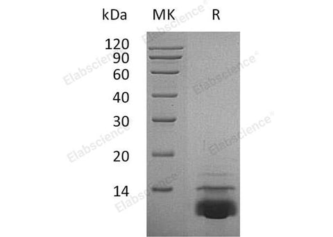 > 98 % as determined by reducing SDS-PAGE.