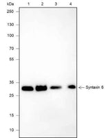 Anti-Human/Rat/Mouse Syntaxin 6 Antibody [A635]