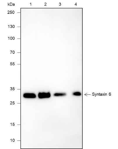 Anti-Human/Rat/Mouse Syntaxin 6 Antibody [A635]