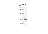 SDS-PAGE analysis of Human S100A1 proteins, 2 μg/lane of Recombinant Human S100A1 proteins was resolved with SDS-PAGE under reducing conditions, showing bands at 26.3 kDa.